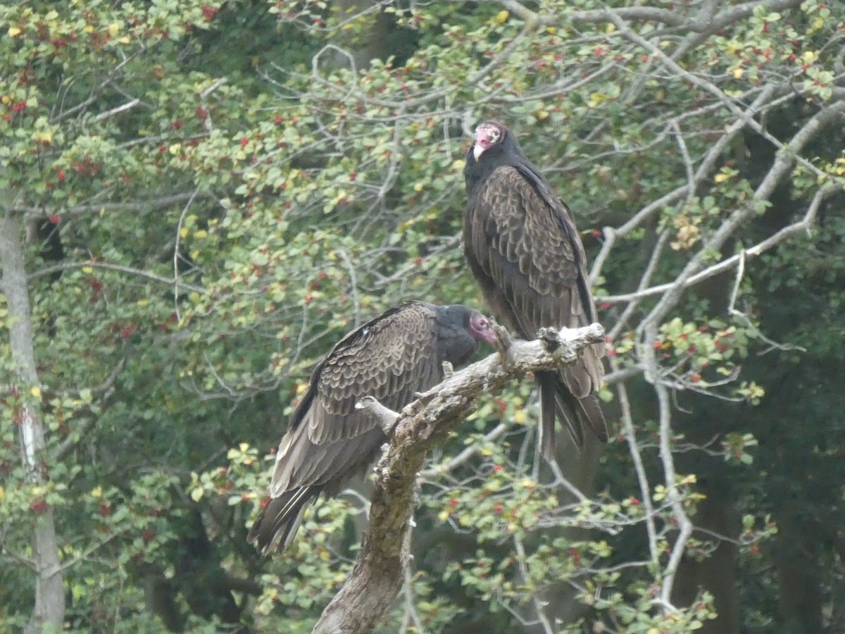Turkey Vulture - ML333427931