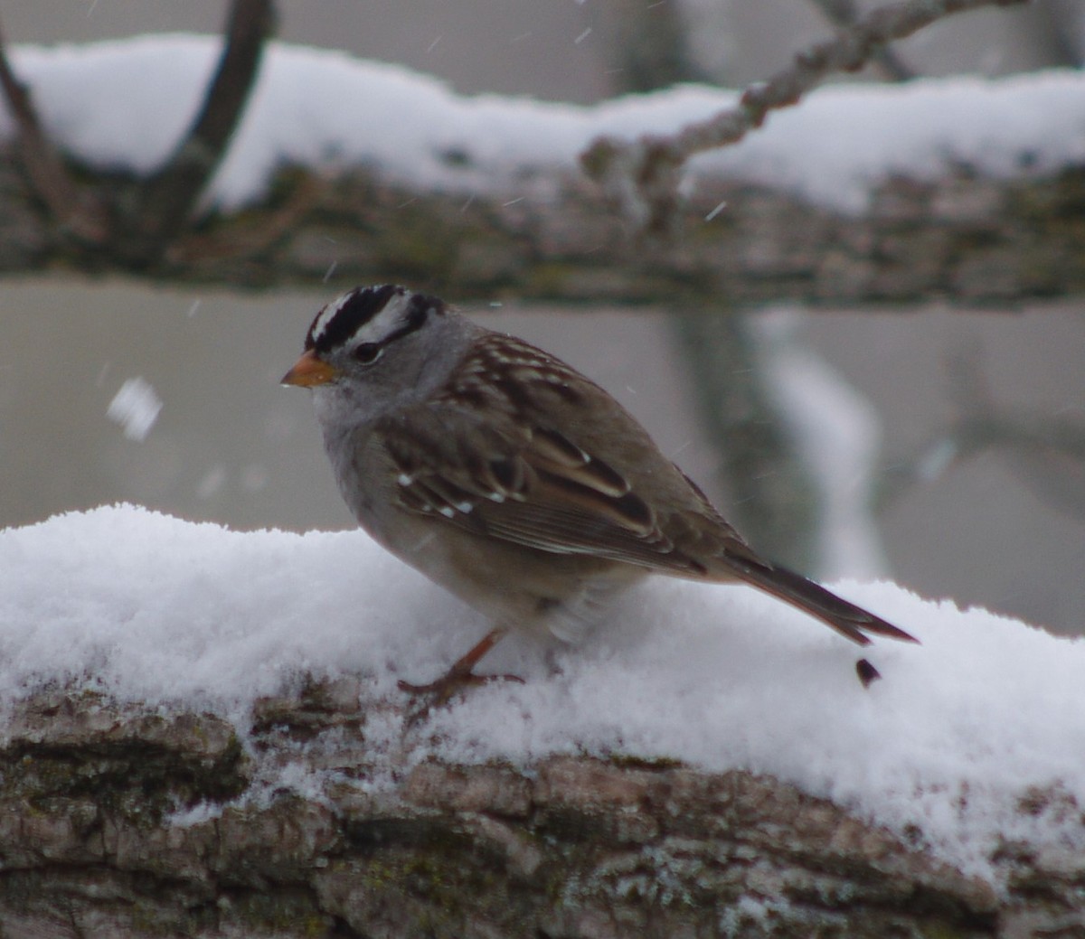White-crowned Sparrow - ML333428191