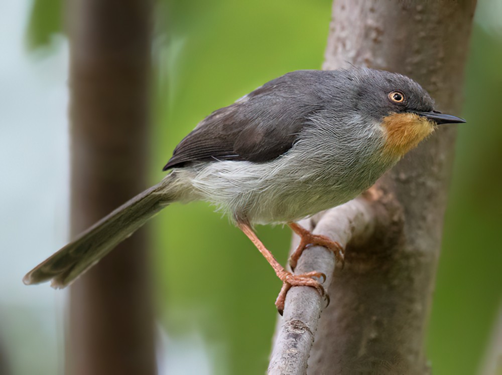 Chestnut-throated Apalis - Lars Petersson | My World of Bird Photography