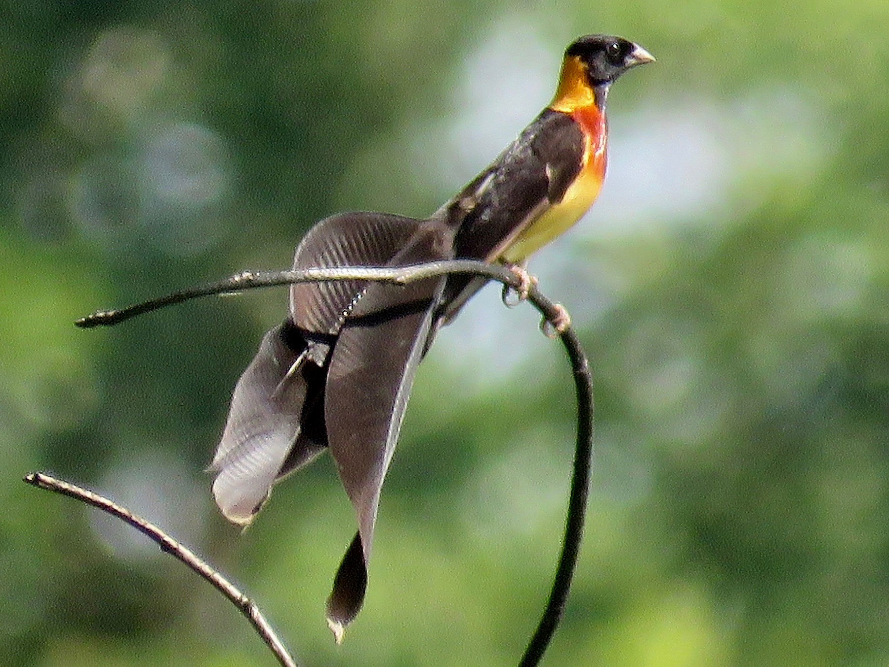 Broad-tailed Paradise-Whydah - GARY DOUGLAS