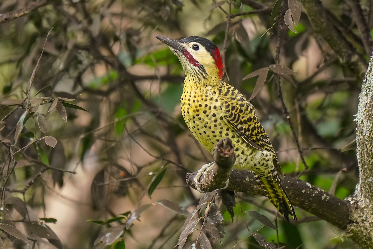 Green-barred Woodpecker - ML333440631