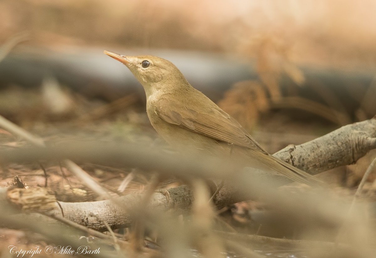 Blyth's Reed Warbler - Mike Barth