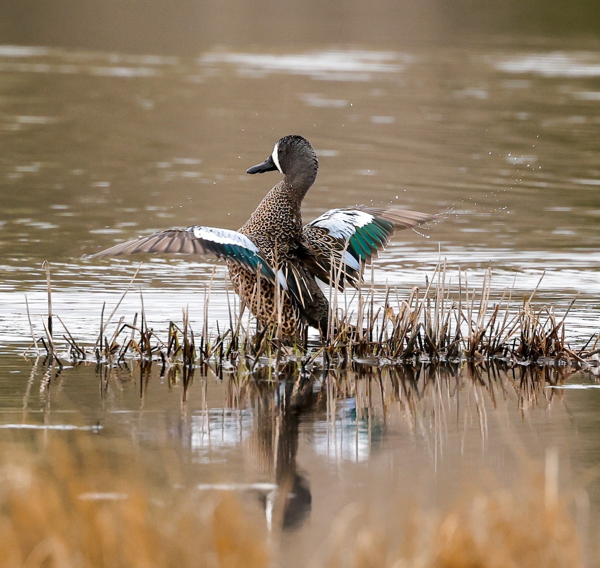 Blue-winged Teal - ML333449011