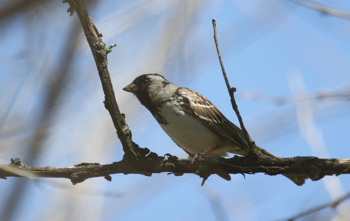 Harris's Sparrow - ML333481861