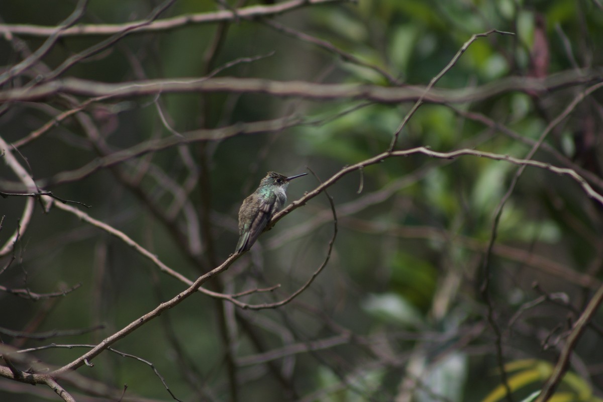 Azure-crowned Hummingbird - Víctor  Marín cab