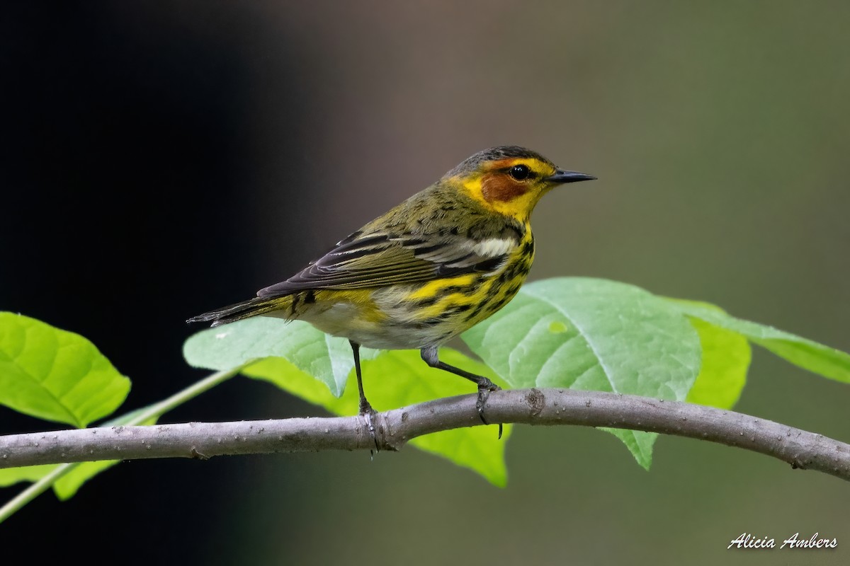 Cape May Warbler - ML333497171