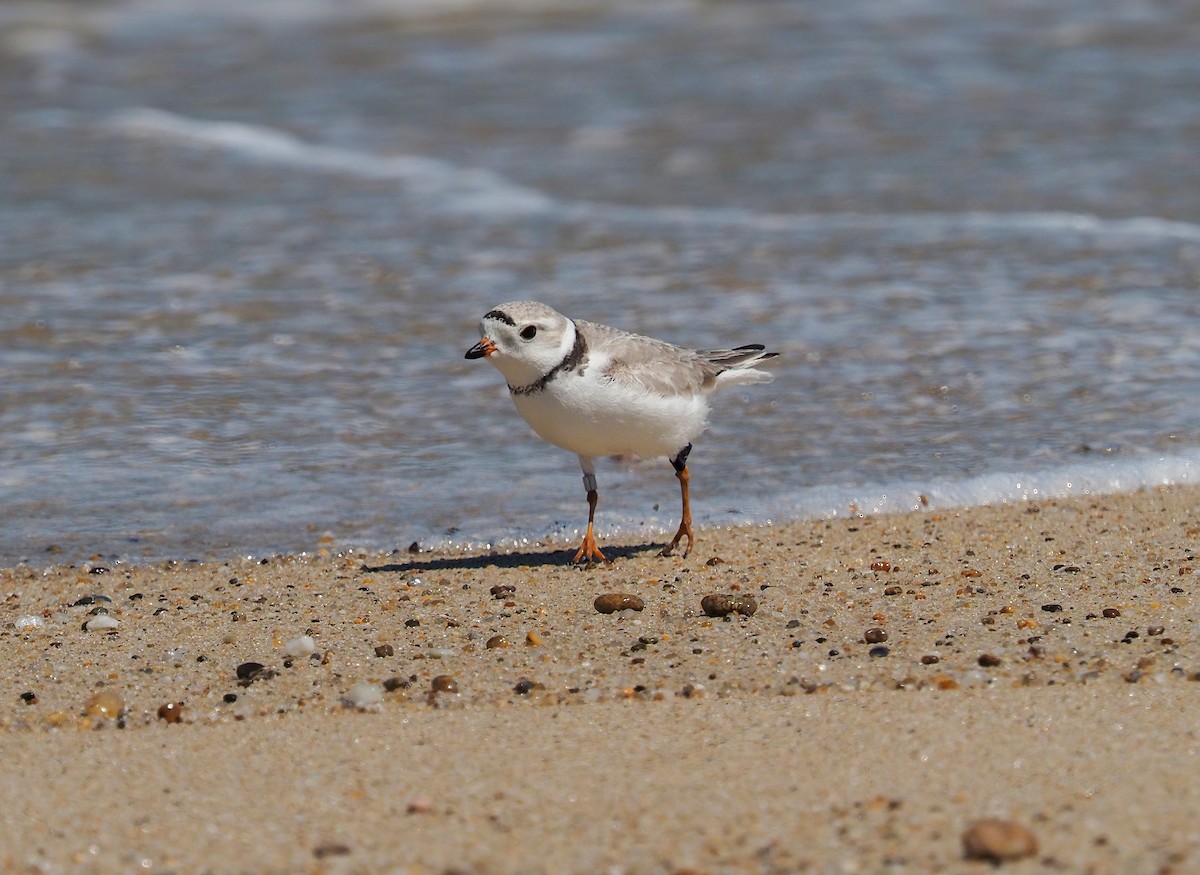 Piping Plover - D.K. Lessard