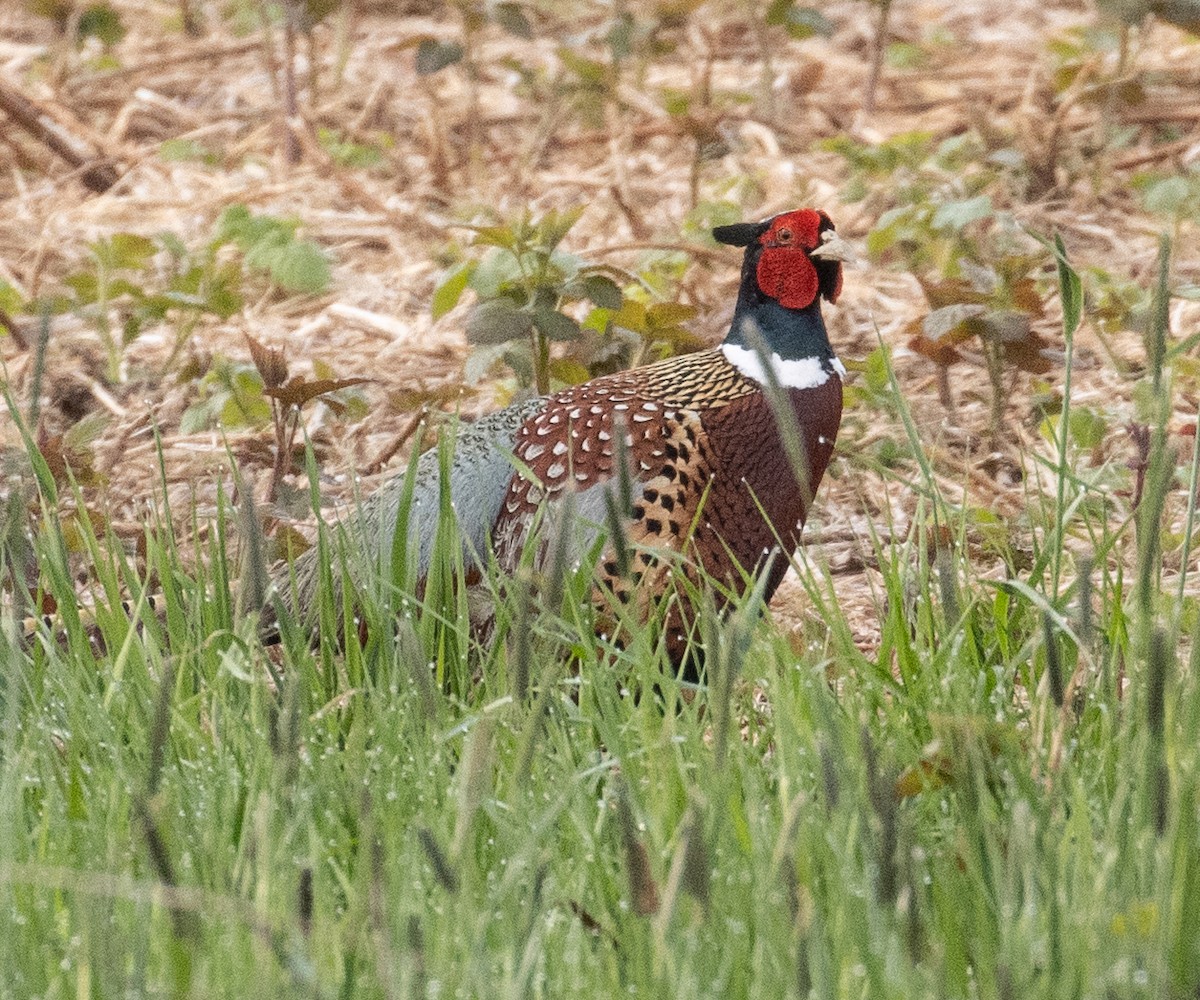 Ring-necked Pheasant - ML333500231