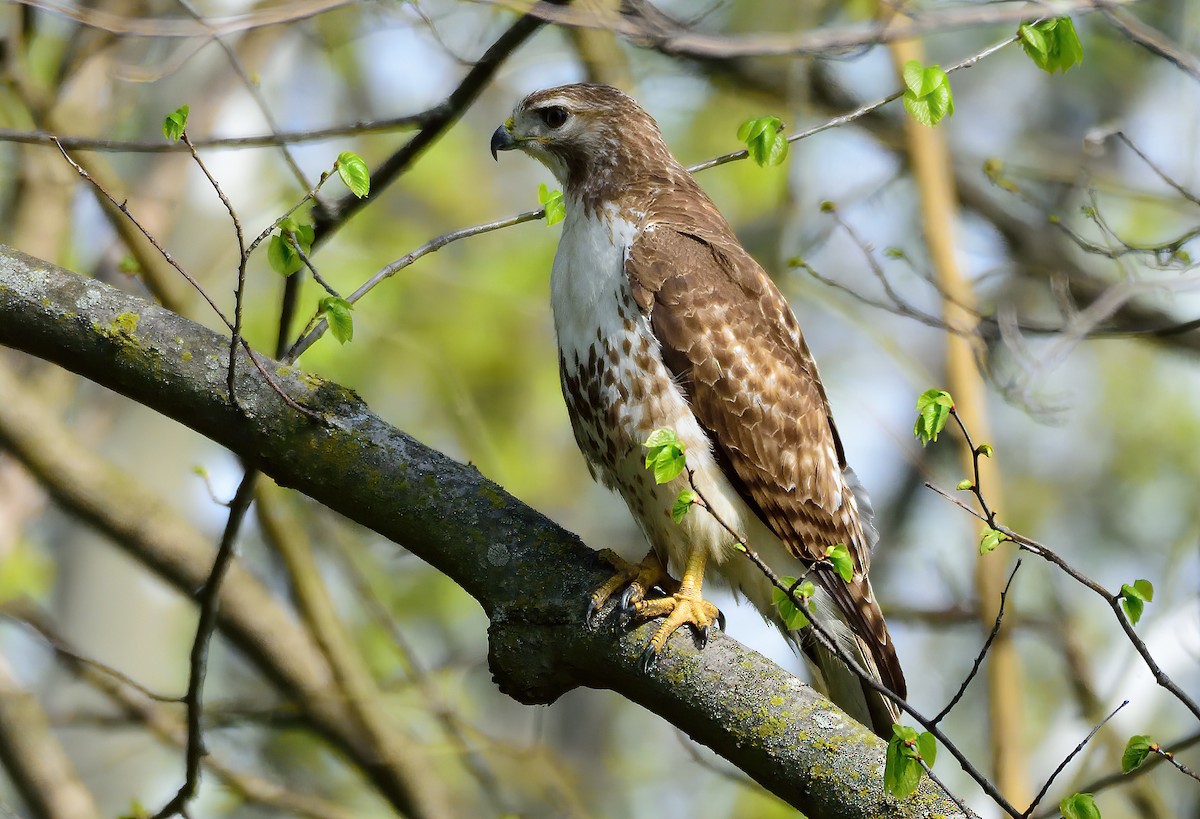 Red-tailed Hawk - ML333508801