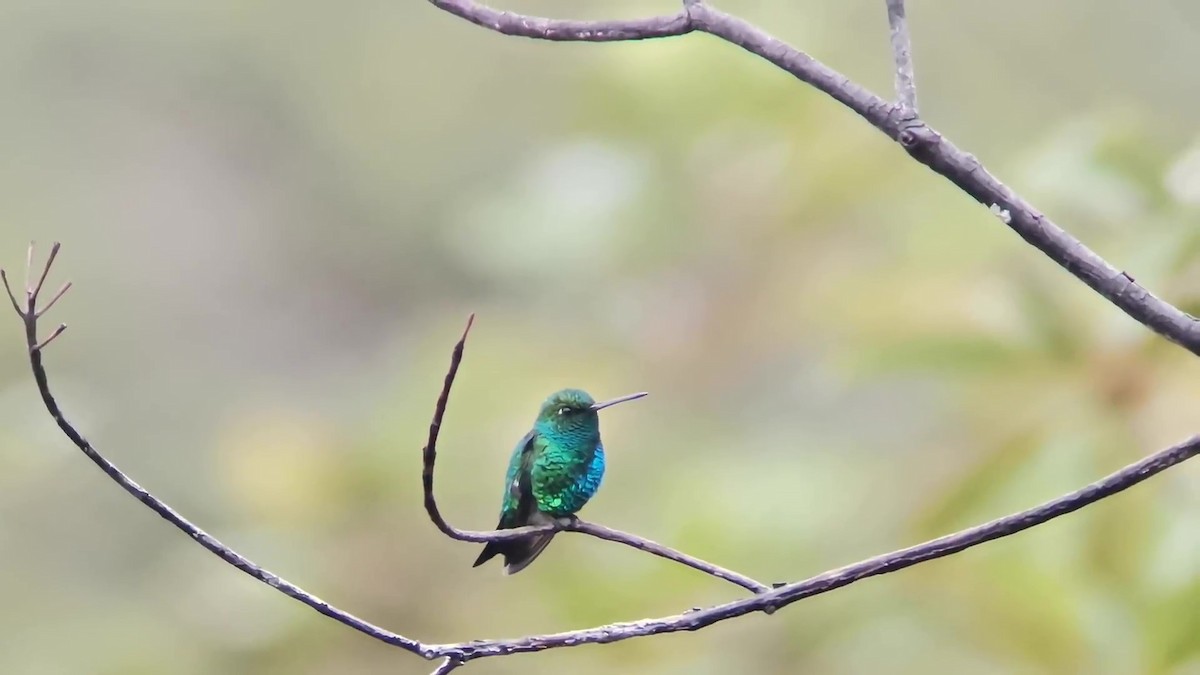 Chiribiquete Emerald - Johnnier Arango 🇨🇴 theandeanbirder.com