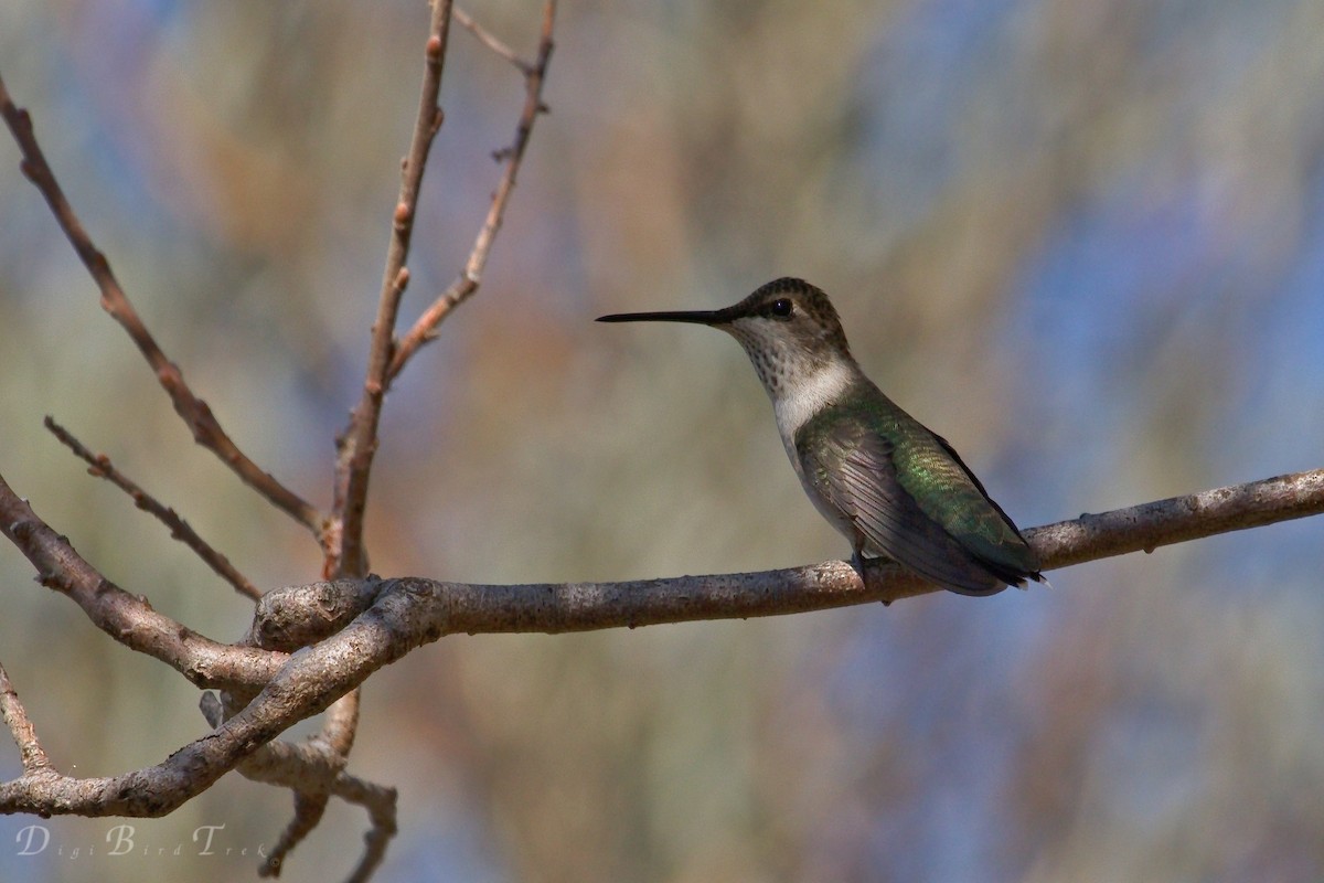 Black-chinned Hummingbird - ML33351281