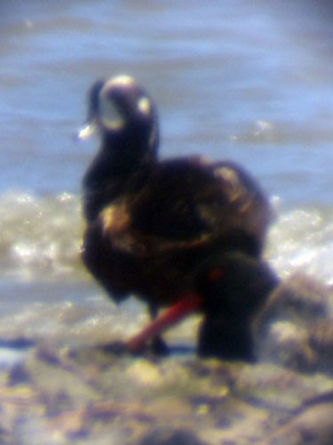 Harlequin Duck - ML33351451