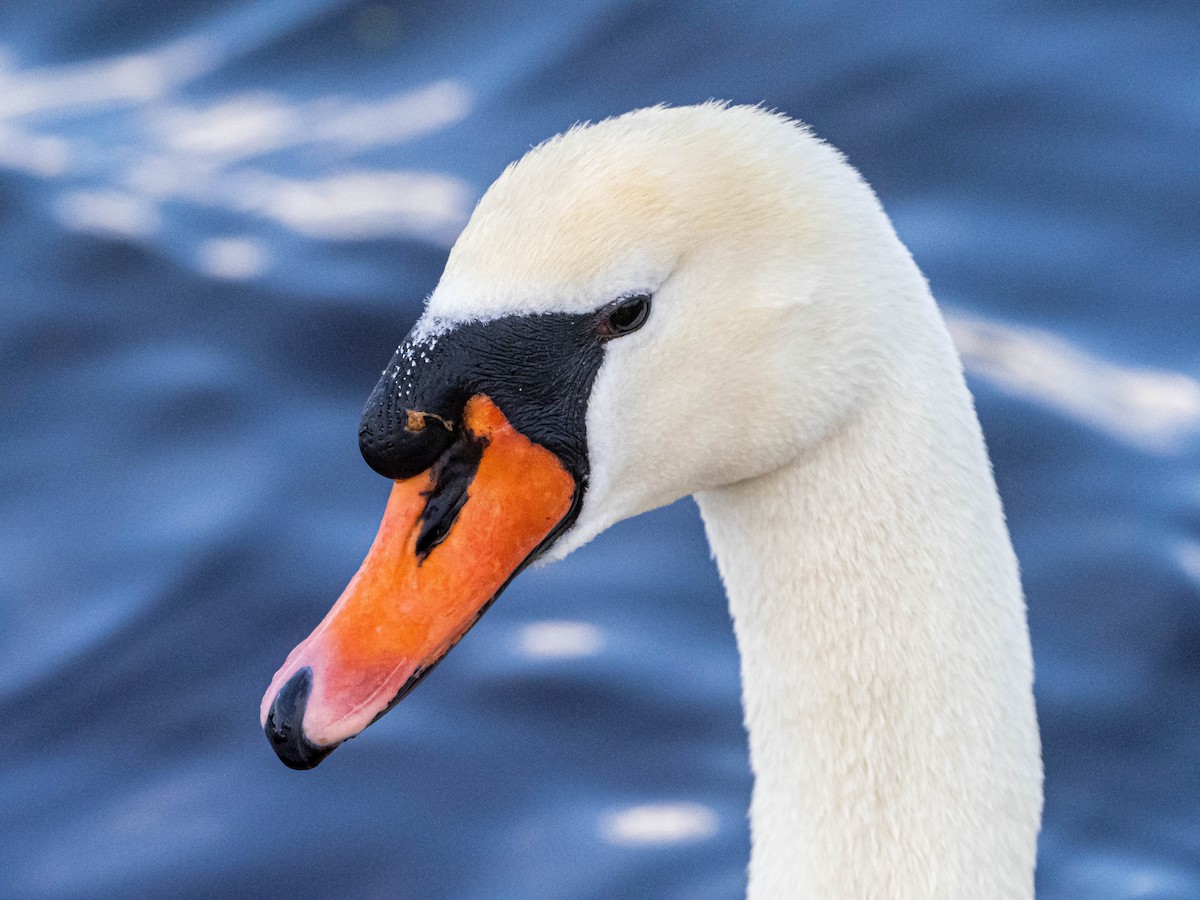 Mute Swan - The Urban Birder