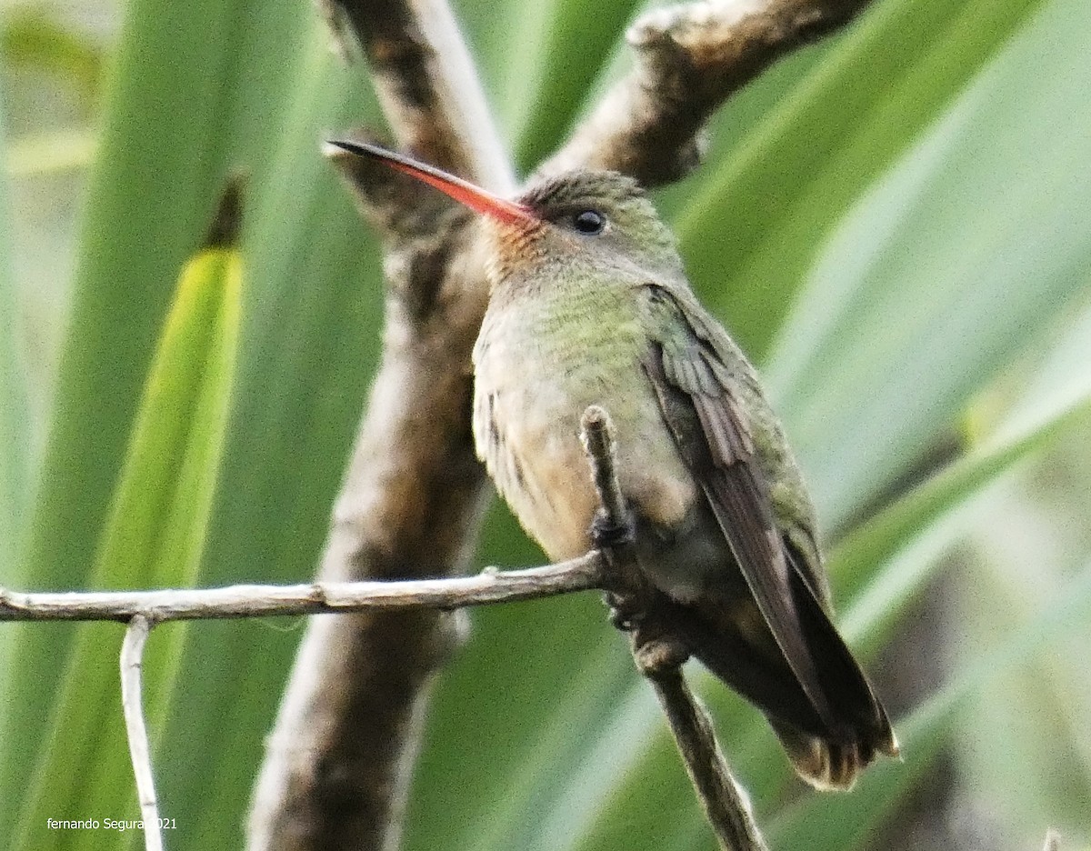 Gilded Hummingbird - fernando segura