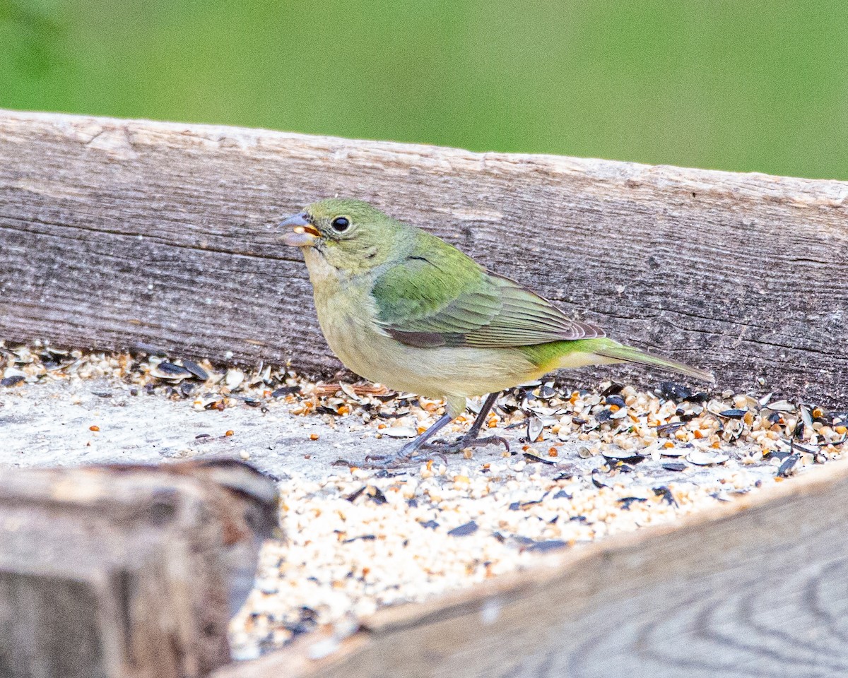 Painted Bunting - ML333522571