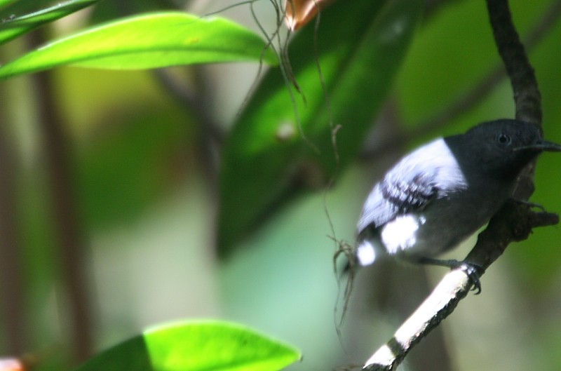 Black-chinned Antbird - Dilia E. García