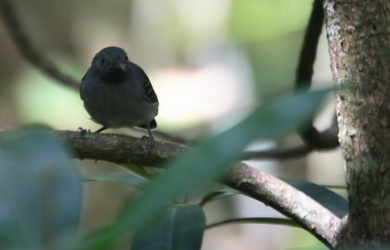 Black-chinned Antbird - ML333523951