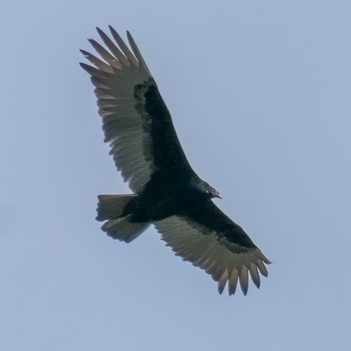 Turkey Vulture - ML333524501