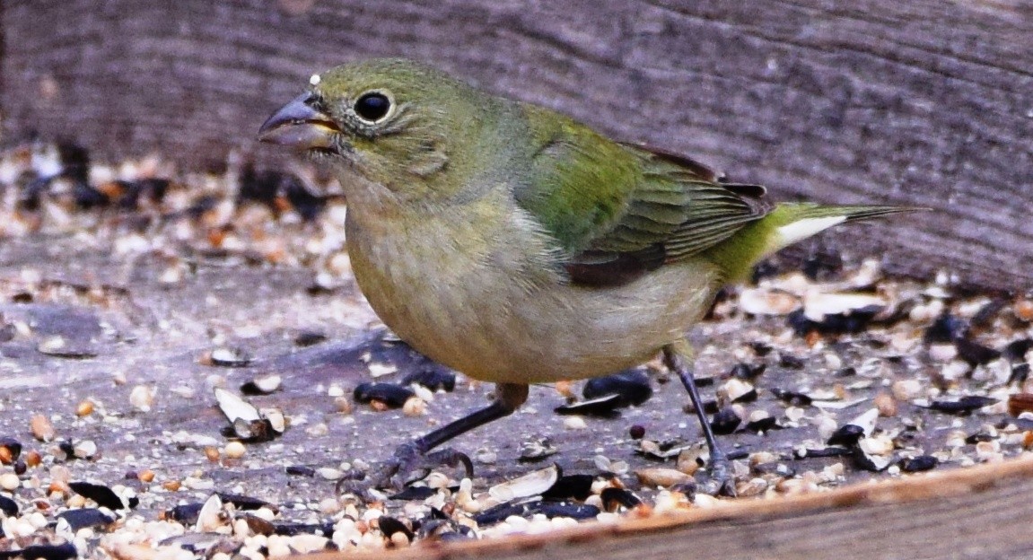 Painted Bunting - Ted Stewart