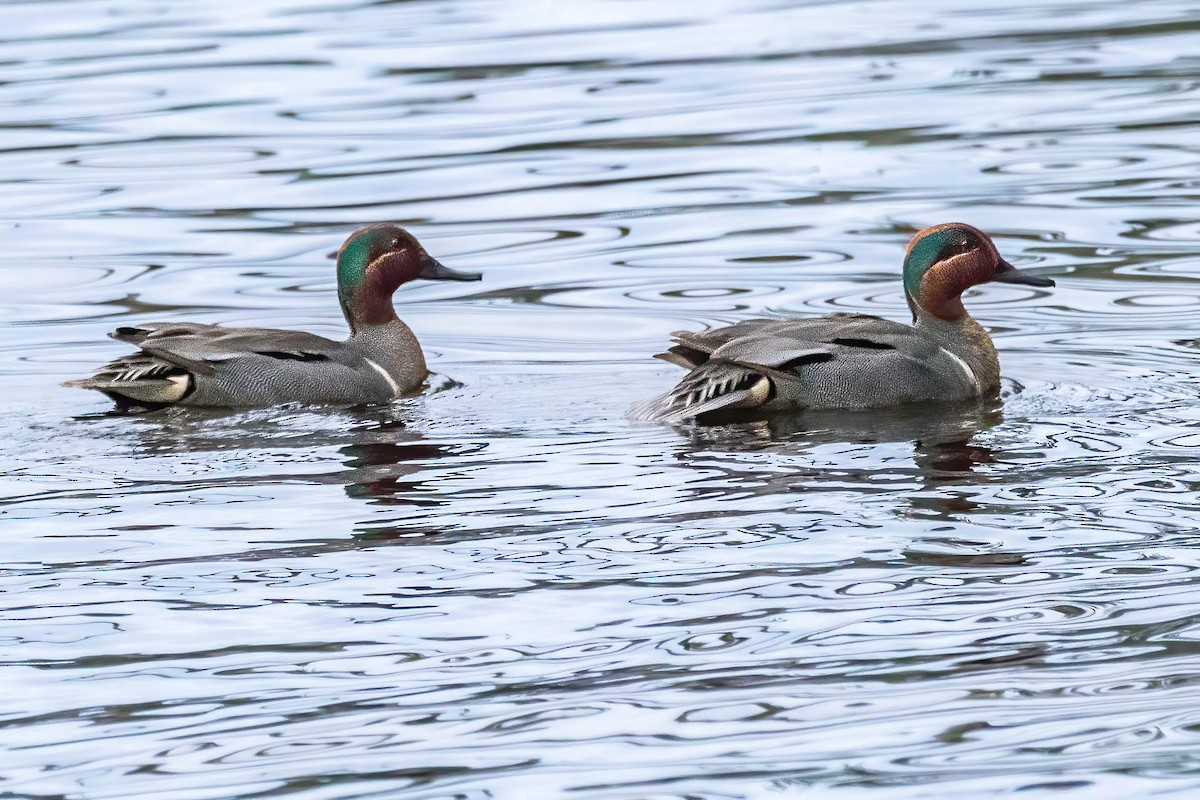 Green-winged Teal - ML333529251
