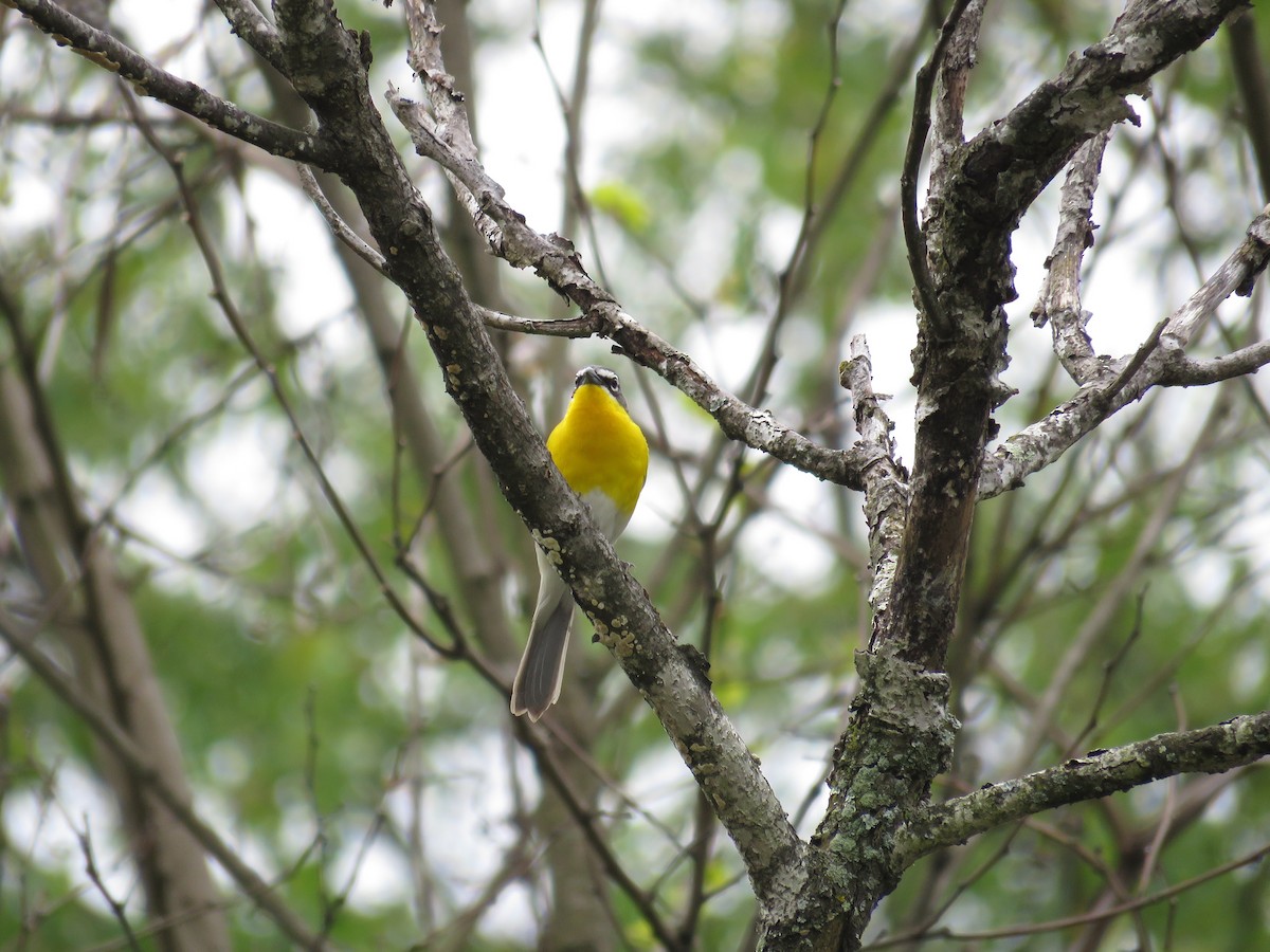 Yellow-breasted Chat - ML333531221