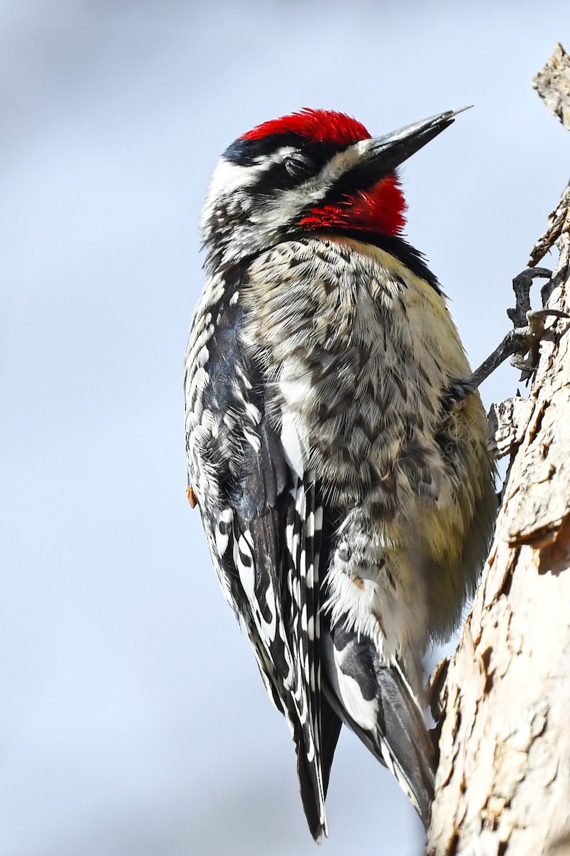 eBird Checklist 3 May 2021 Sherwood ParkHeritage Wetlands Park 3 species