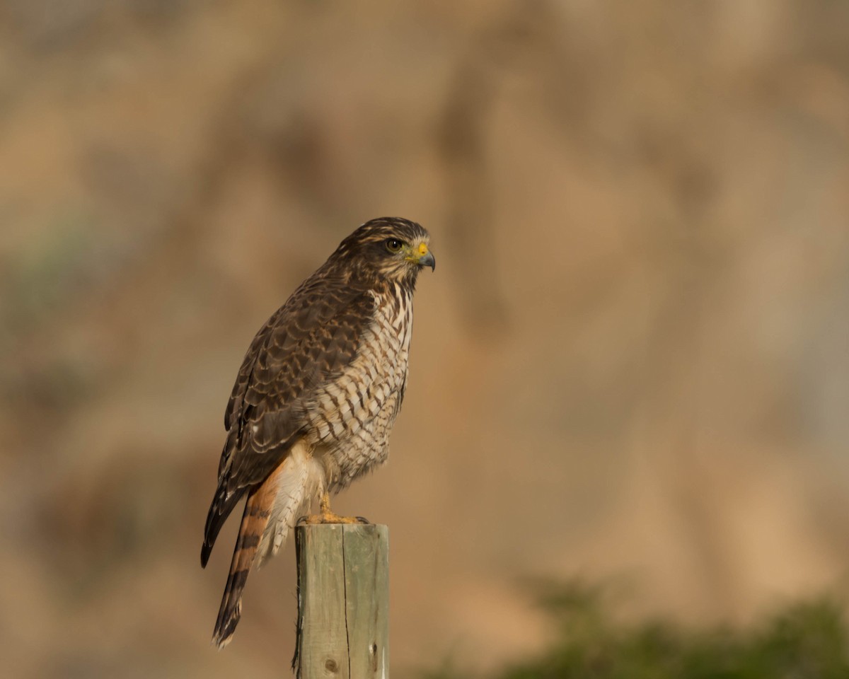 Roadside Hawk (Southern) - eBird