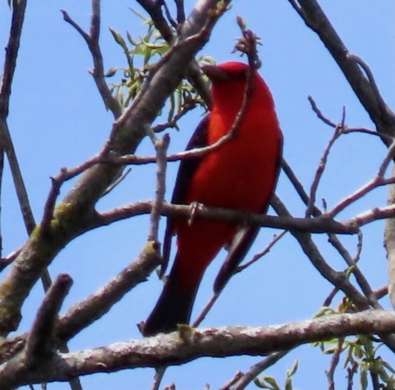Scarlet Tanager - ML333533611