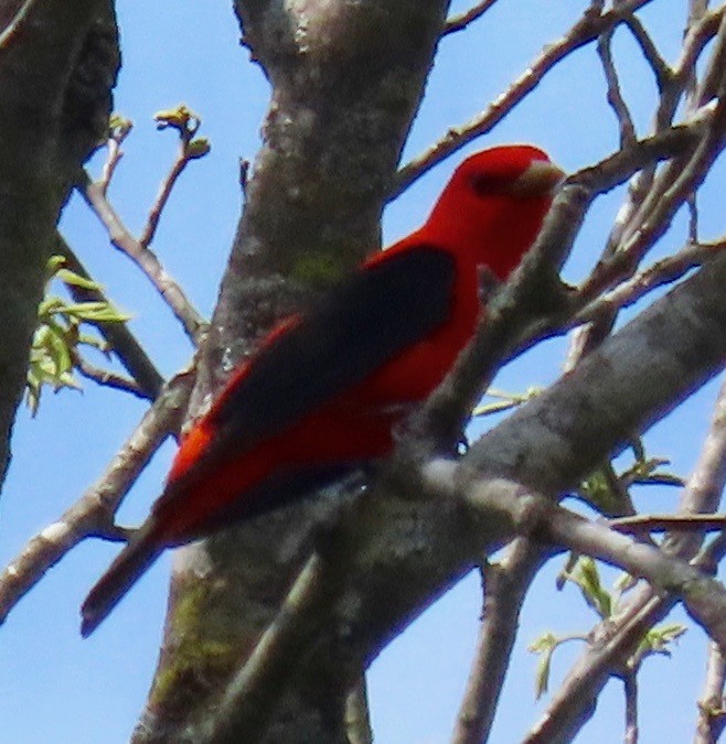 Scarlet Tanager - ML333533811