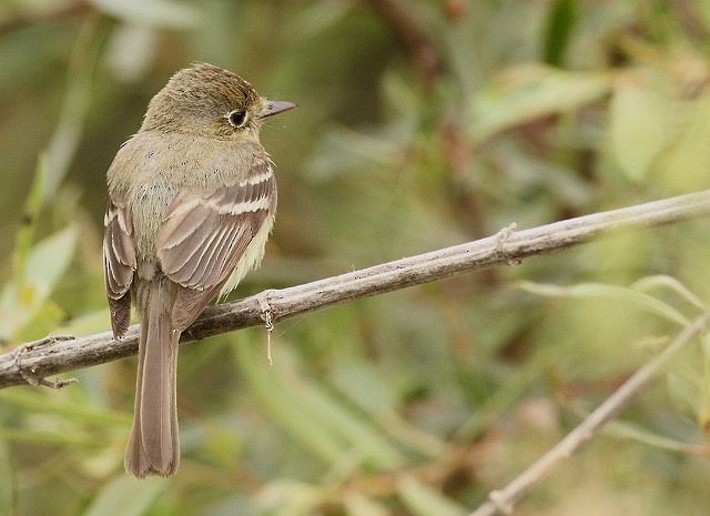 Western Flycatcher (Pacific-slope) - Anonymous