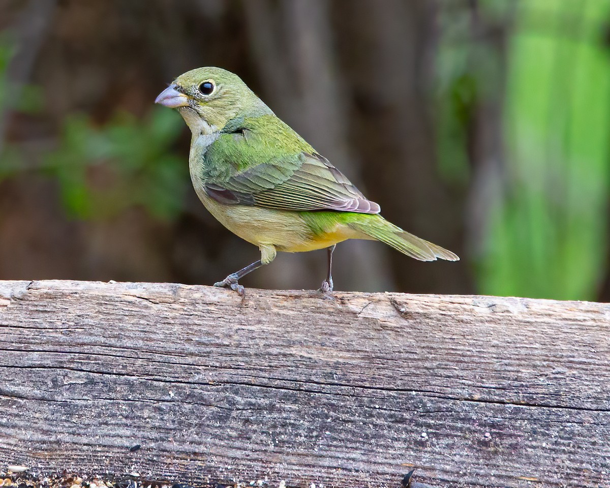 Painted Bunting - ML333541591