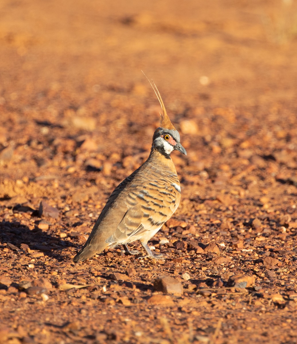 Spinifex Pigeon - ML333545001