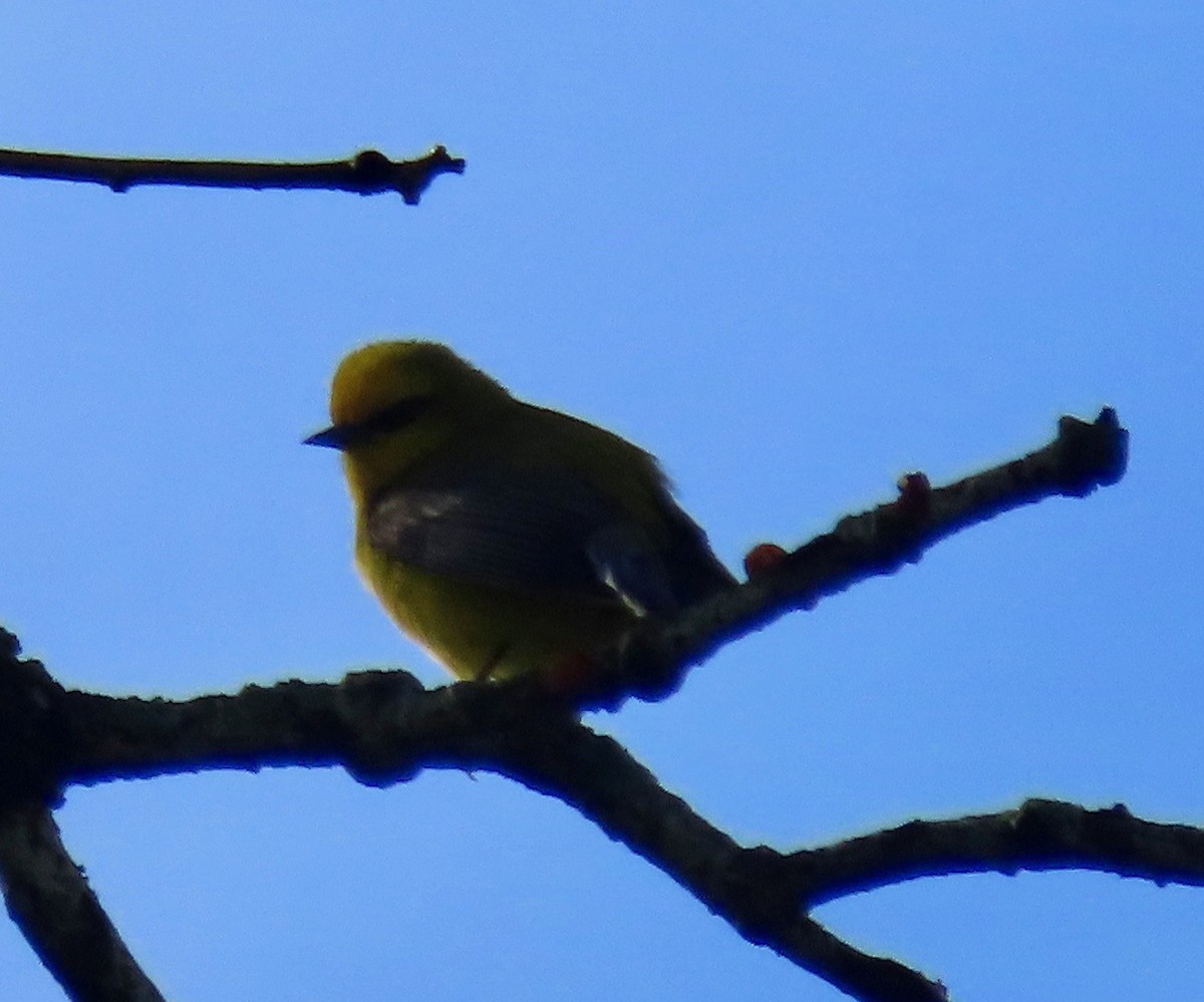 Blue-winged Warbler - Vickie Park