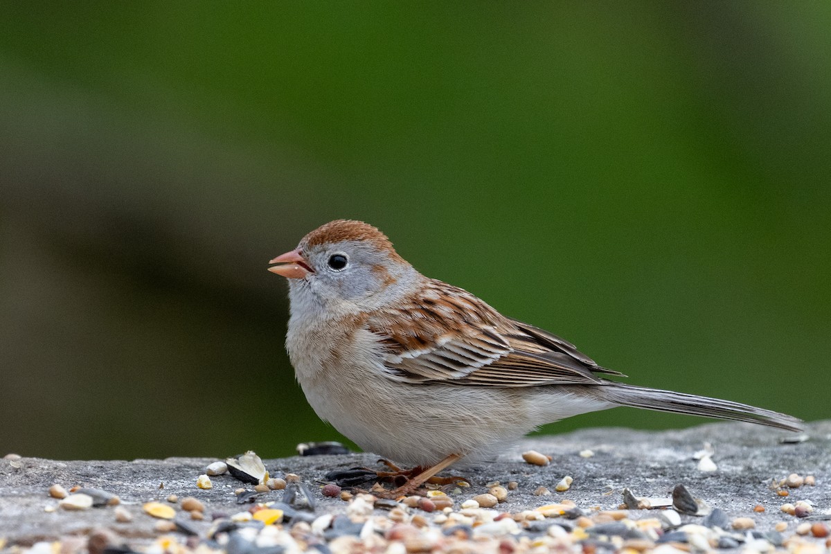 Field Sparrow - ML333548701