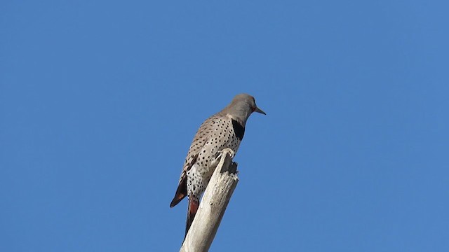 Northern Flicker (Red-shafted) - ML333551511