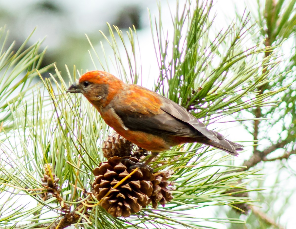 Red Crossbill - Donald Thompson