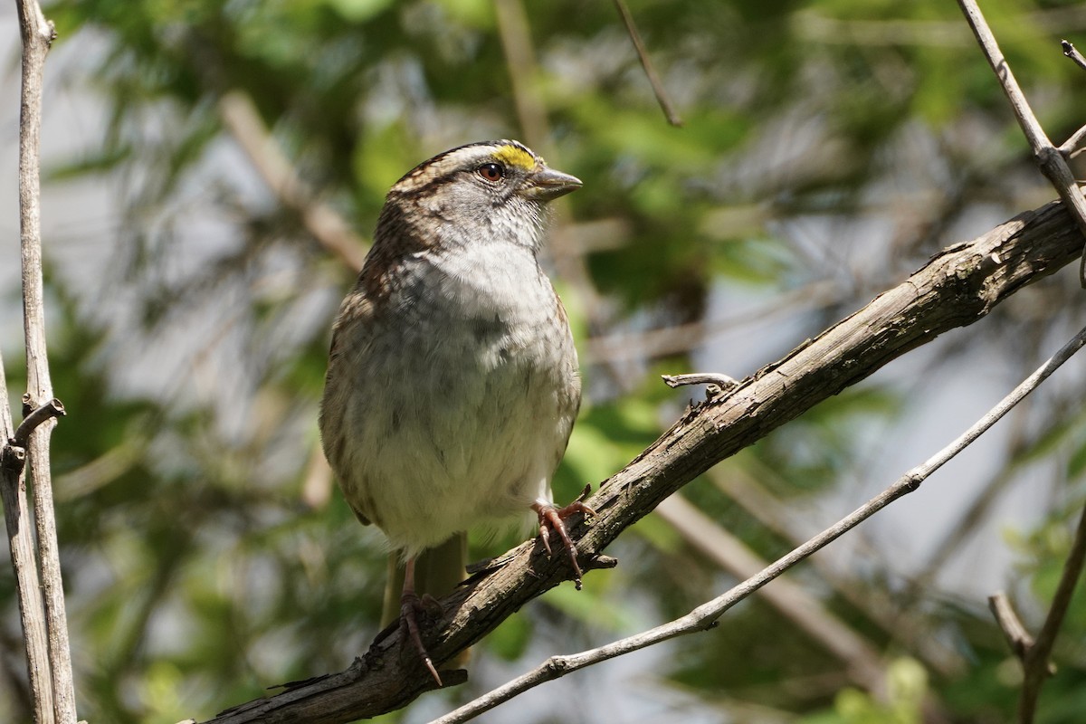 White-throated Sparrow - ML333563631