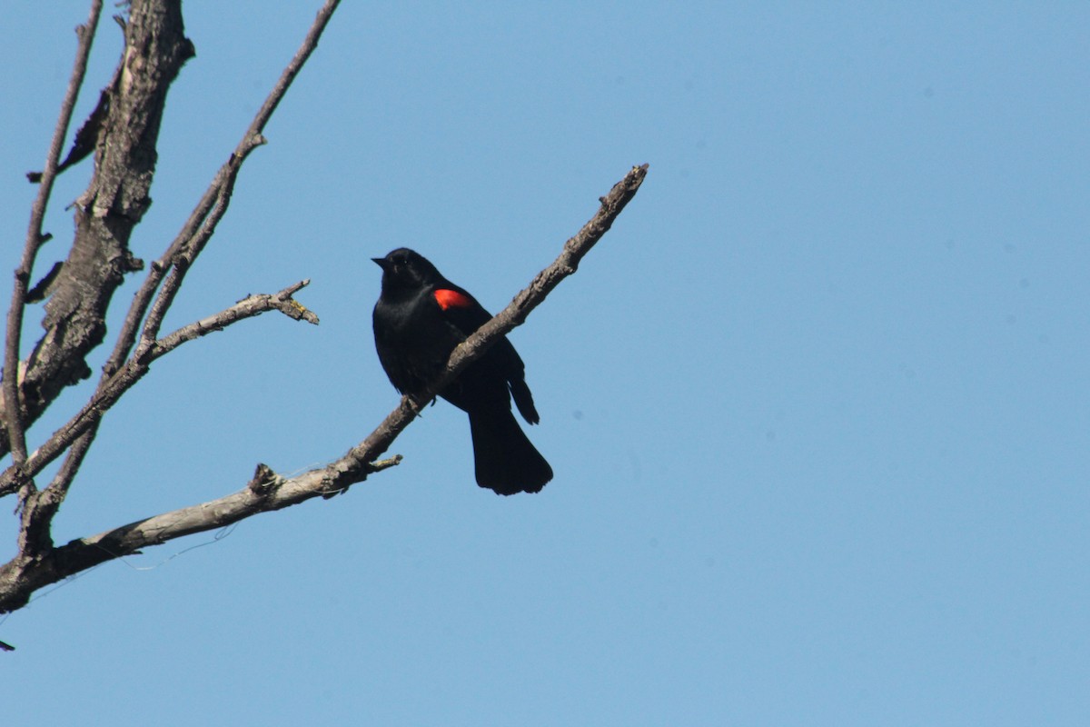 Red-winged Blackbird - ML333567451