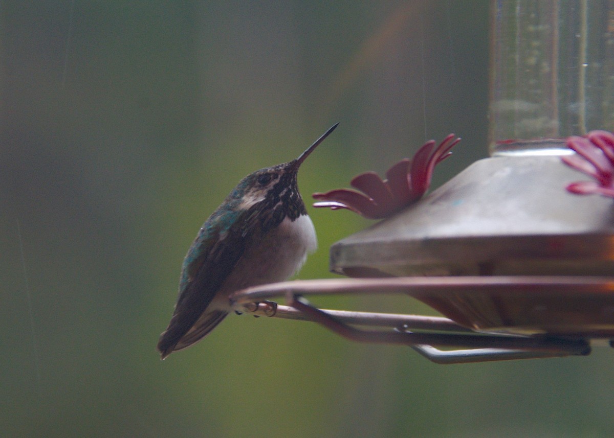 Calliope Hummingbird - ML333573311