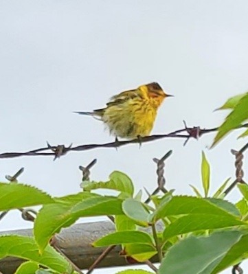 Cape May Warbler - ML333575321
