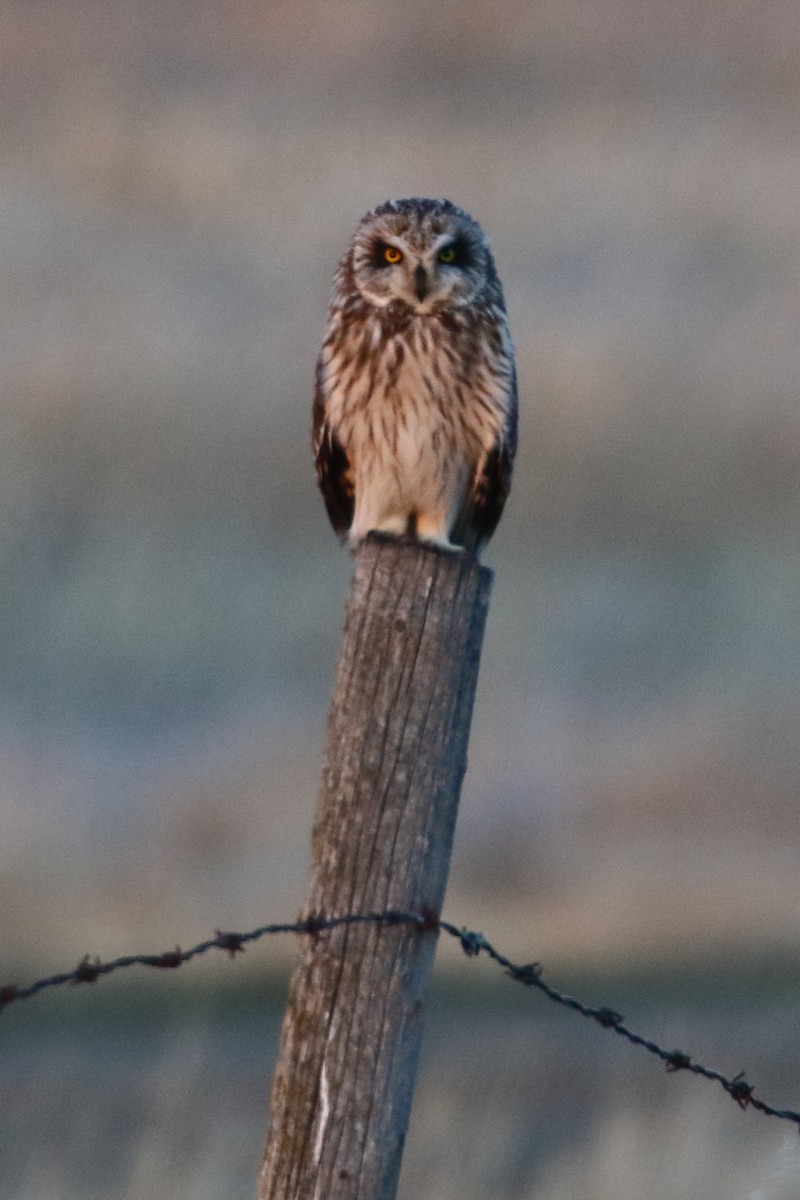 Short-eared Owl - Douglas Faulder
