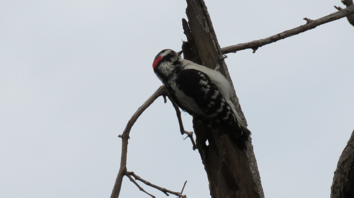 Downy Woodpecker - ML333593281