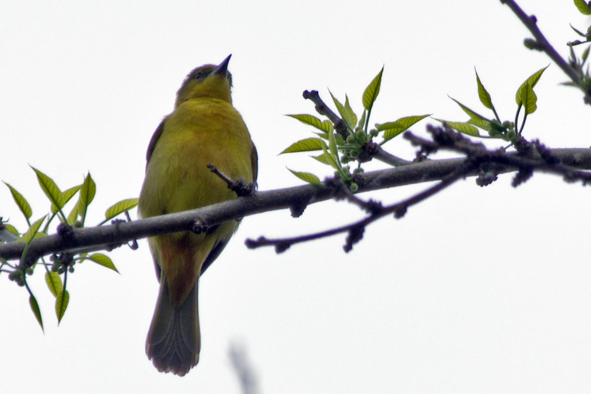 Orchard Oriole - ML333594041
