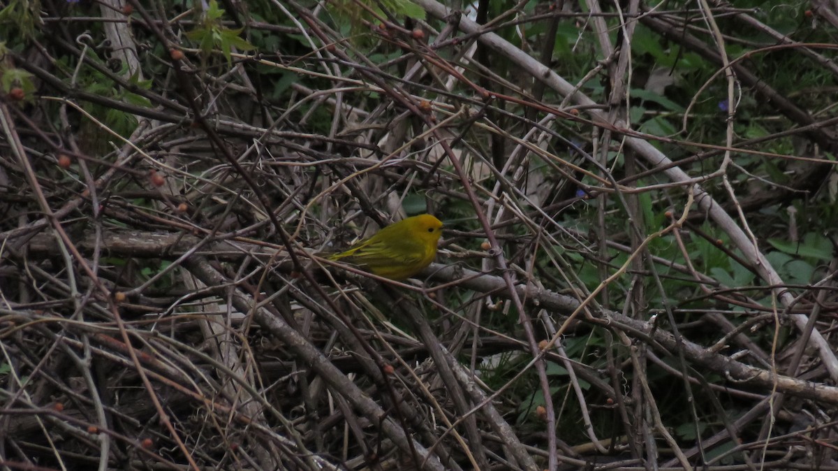Yellow Warbler - ML333594151