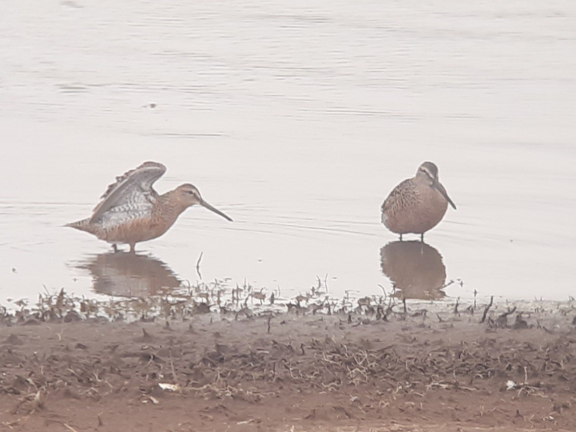 Long-billed Dowitcher - ML333594561