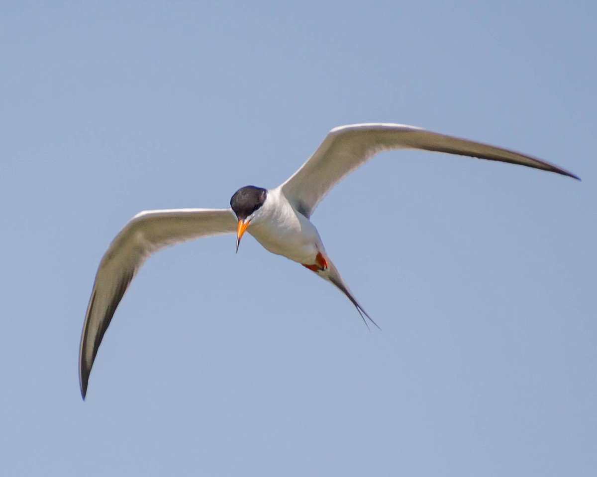 Forster's Tern - Sue Smith