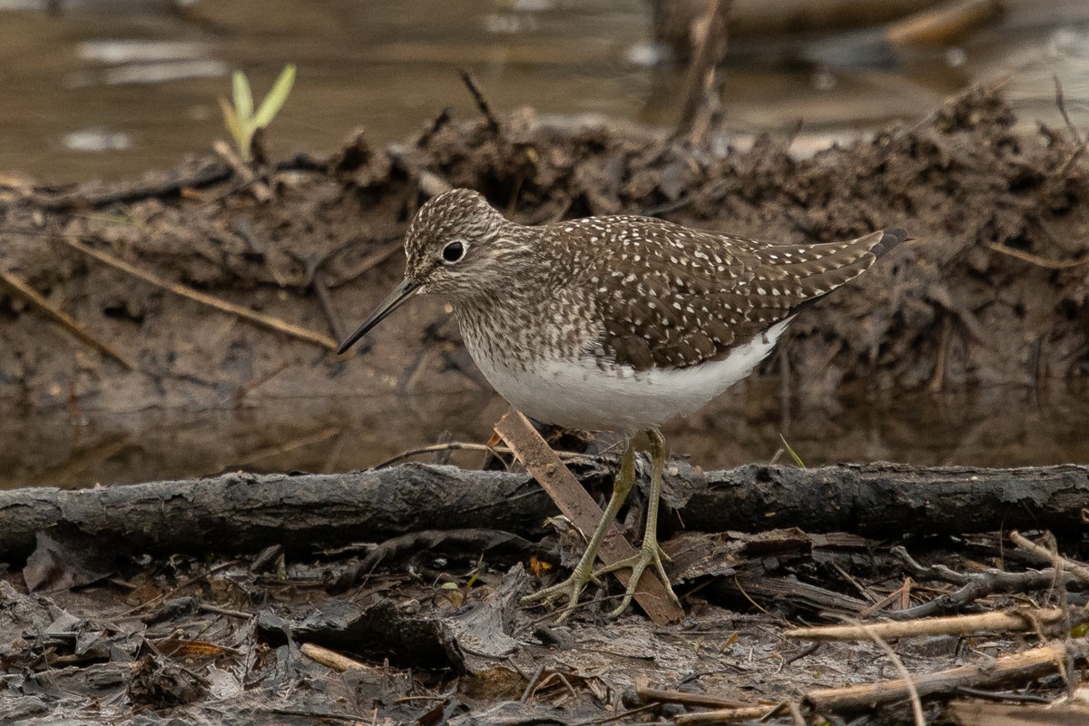 Solitary Sandpiper - Ryan Griffiths