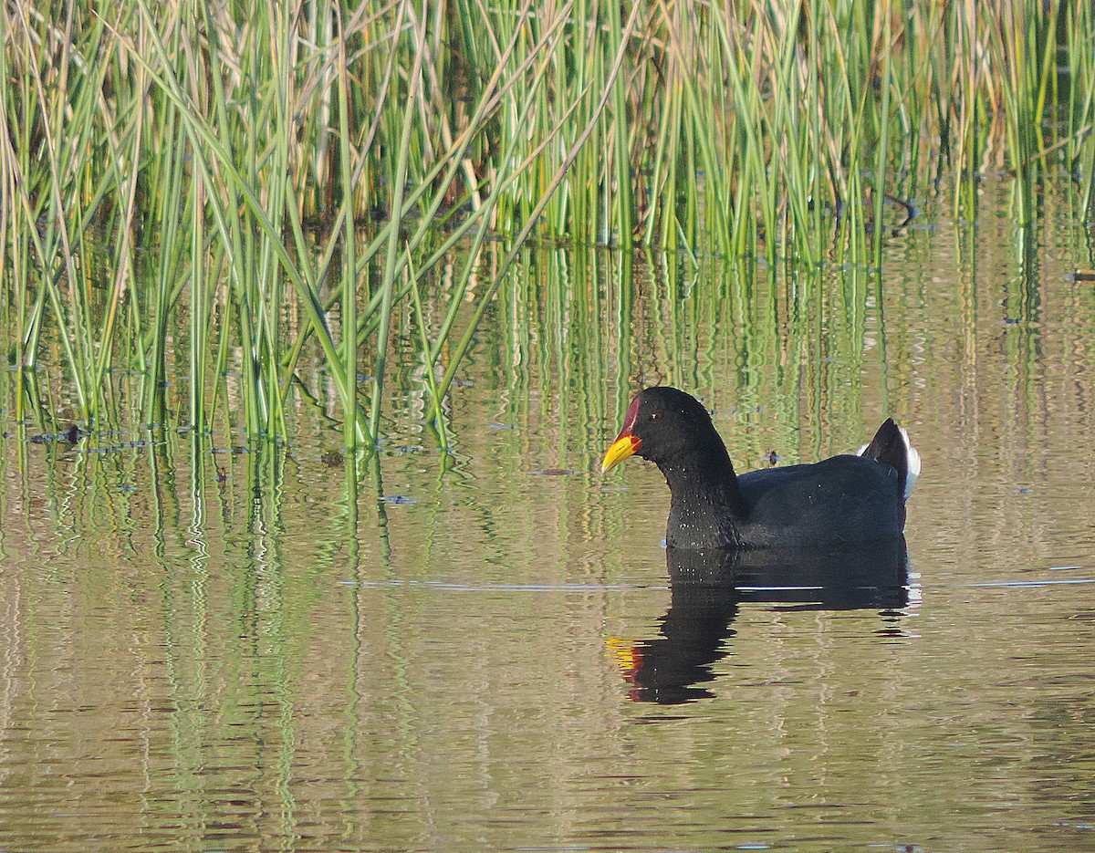 Red-fronted Coot - ML33360851