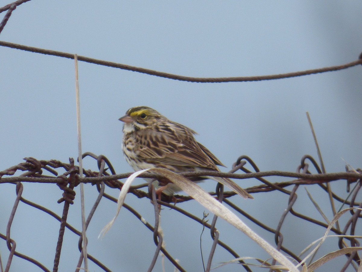 Savannah Sparrow - ML333611421