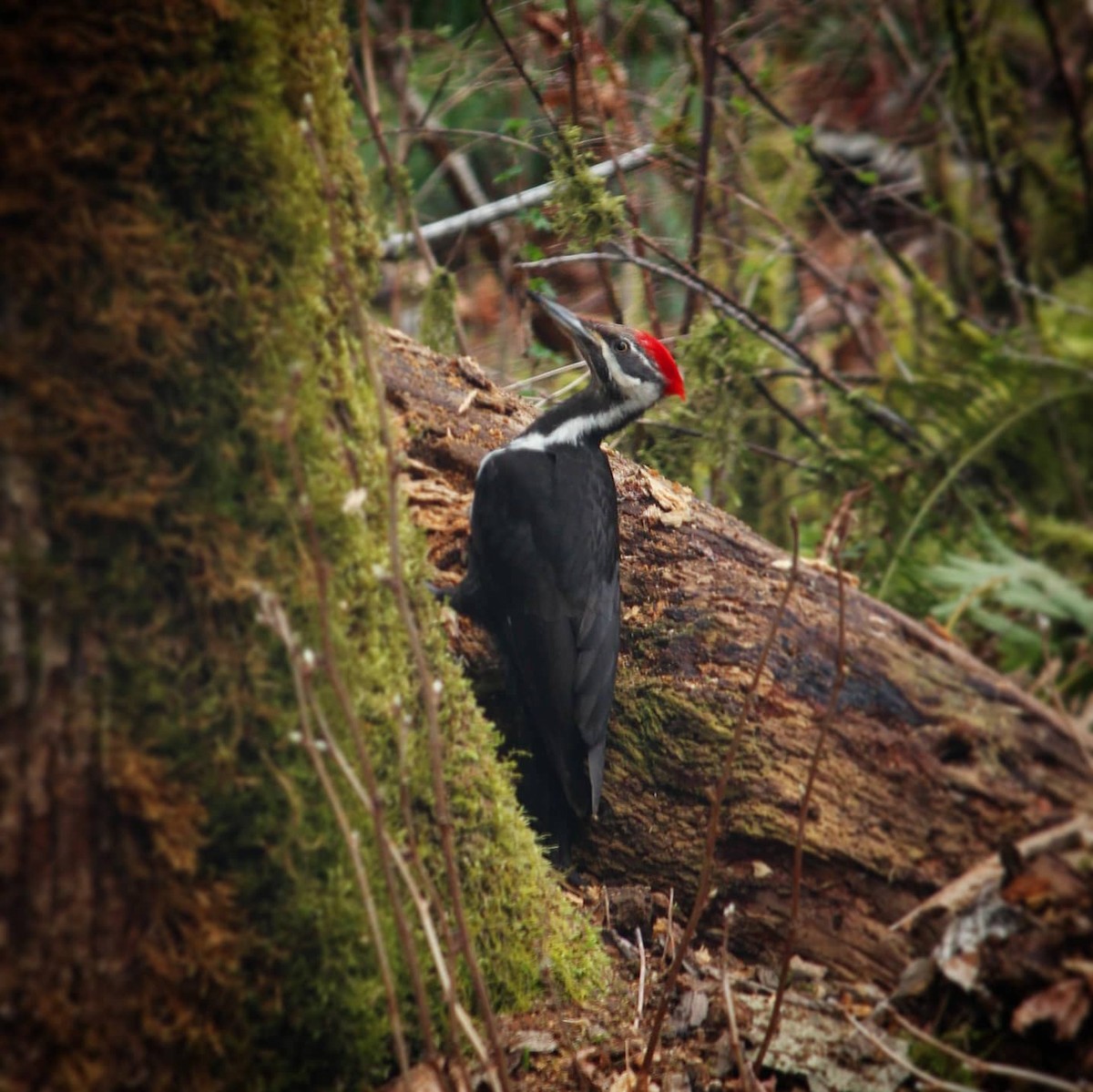 Pileated Woodpecker - ML333613301